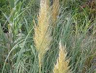 pampas - Cortaderia selloana