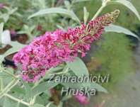 komule - Buddleja davidii 'Flutterby Red'