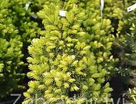 smrk - Picea glauca 'J.W.Daisy's White'