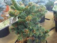 smrk - Picea pungens 'Lucky Strike'