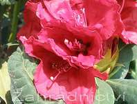 Rhododendron 'Red Jack'