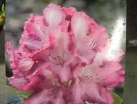 Rhododendron yakushimanum 'Blurettia'