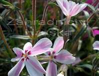 Phlox subulata Kimono Pink White