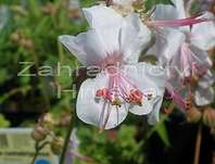 Geranium x cantabrigiense Biokovo