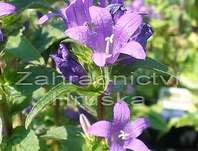 Campanula glomerata Acaulis