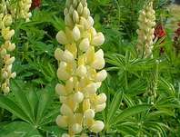 Lupinus polyphyllus Lupini Yellow