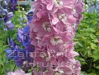 Delphinium Excalibur Lilac Rose / White Bee