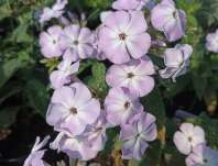 Phlox paniculata Sweet Summer Compact Lilac White