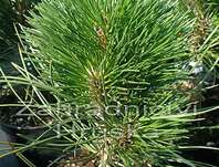 Borovice - Pinus nigra 'Louny'