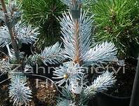 smrk - Picea pungens 'Hoopsii'....