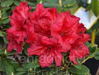 Rhododendron repens 'Baden Baden'