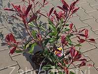 blskalka Fraserova Pink Marble - Photinia  fraseri Pink Marble