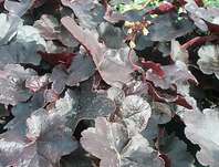 Heuchera Obsidian