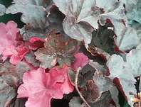 Heuchera Midnight Rose