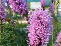 Liatris spicata Floristan Violet