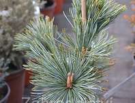 Borovice - Pinus pumila 'Dwarf Blue'