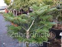 jedle - Abies balsamea 'Barabits Spreader'