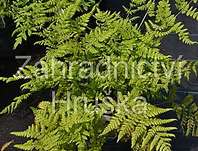 papratka - Athyrium filix- femina