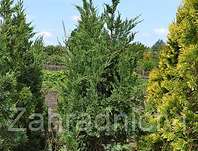 jalovec nsk Monarch - Juniperus chinensis Monarch