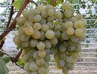 rva vinn NO-10 - Vitis vinifera NO-10