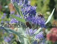 ořechoplodec - Caryopteris clandonensis 'Haevenly Blue'.