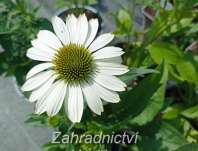 Echinacea purpurea Praire Splendor Compact White