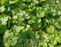 Heucherella Pink Revolution