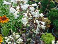 Penstemon digitalis Onyx and Pearls