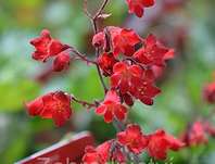 Heuchera sanguinea Coral Forest