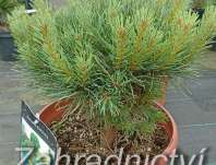 Borovice - Pinus sylvestris 'Argentea Compact'