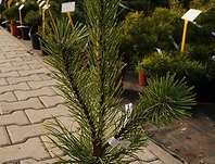 Borovice - Pinus mugo 'Robusta'