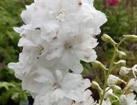 Delphinium Pacific - serie Galahad