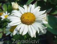 Leucanthemum superbum Snow Lady