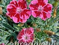 Dianthus caryophyllus