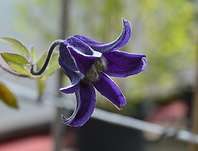 plamnek Fascination - Clematis Fascination