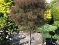 ruj - Cotinus 'Dusky Maiden'