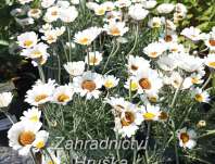 Rhodanthemum