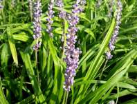 Liriope muscari 'Big Blue'