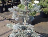 smrk - Picea pungens 'Koster'