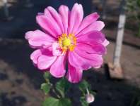 Anemone scabiosa Margarete