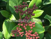 kalina - Viburnum tinus 'Gwenllian'