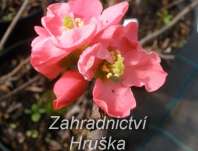 kdoulovec - Chaenomeles superba 'Pink Trail'