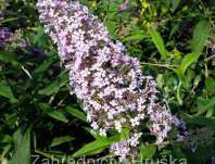 komule - Buddleja davidii 'Gulliver'®