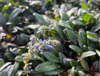 Ajuga reptans Chocolate Chip