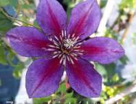 plamnek Temptation - Clematis Temptation