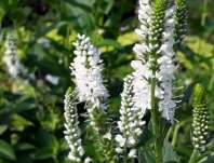 Veronica longifolia First Lady