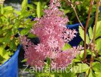 echrava zahradn Astary Light Rose - Astilbe arendsii Astary Light Rose