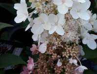 hortenzie - Hydrangea paniculata 'Candlelight'