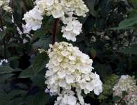 hortenzie - Hydrangea paniculata 'Sundae Fraise'