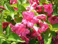 vajgélie - Weigela florida 'Eva Rathke'